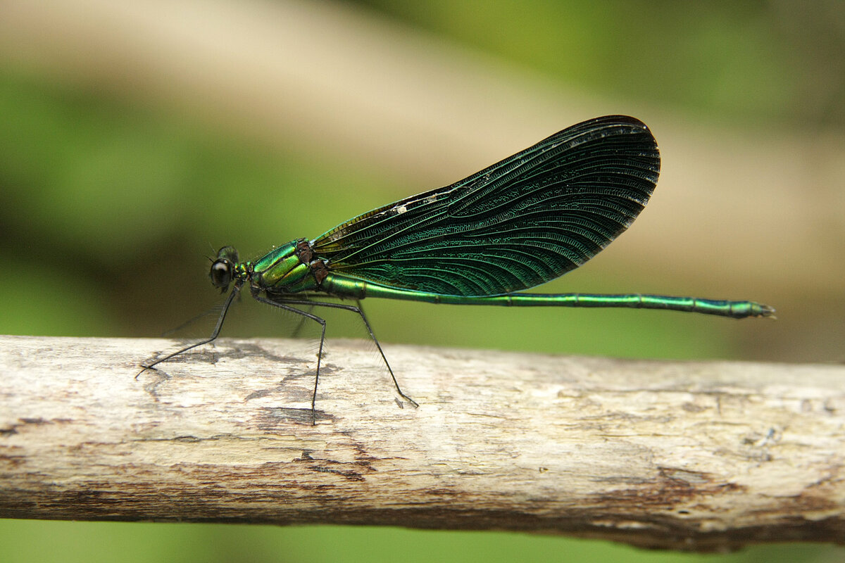 Красотка-девушка (Calopteryx virgo). Снято в Северском районе