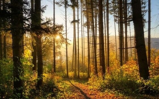 Французы в Брянских лесах