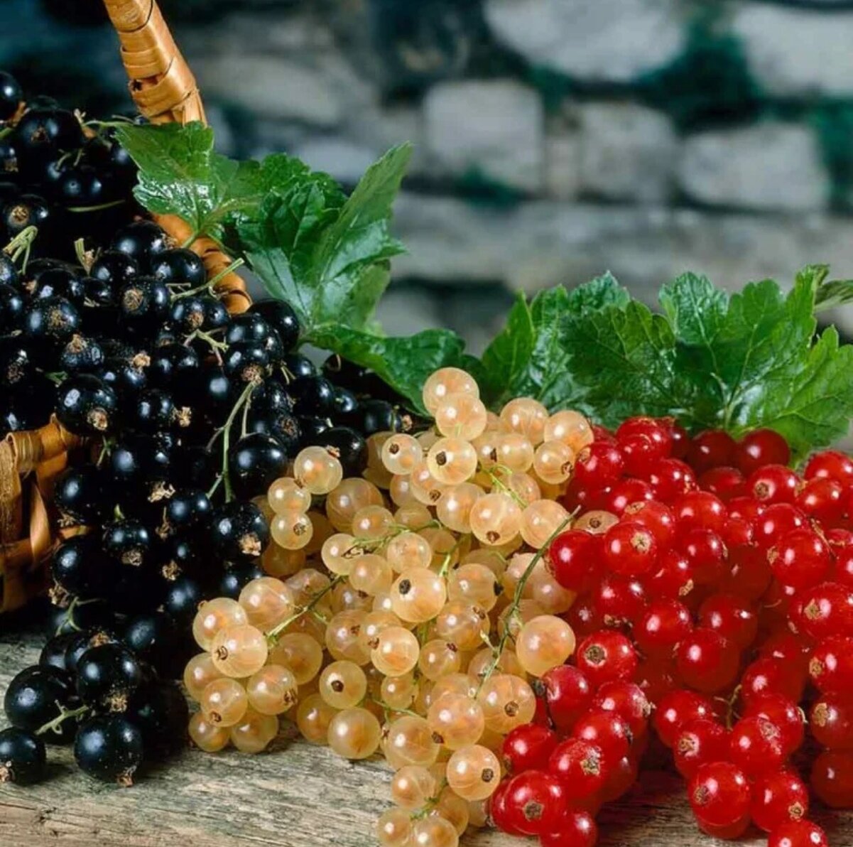 Черная, белая и красная смородина