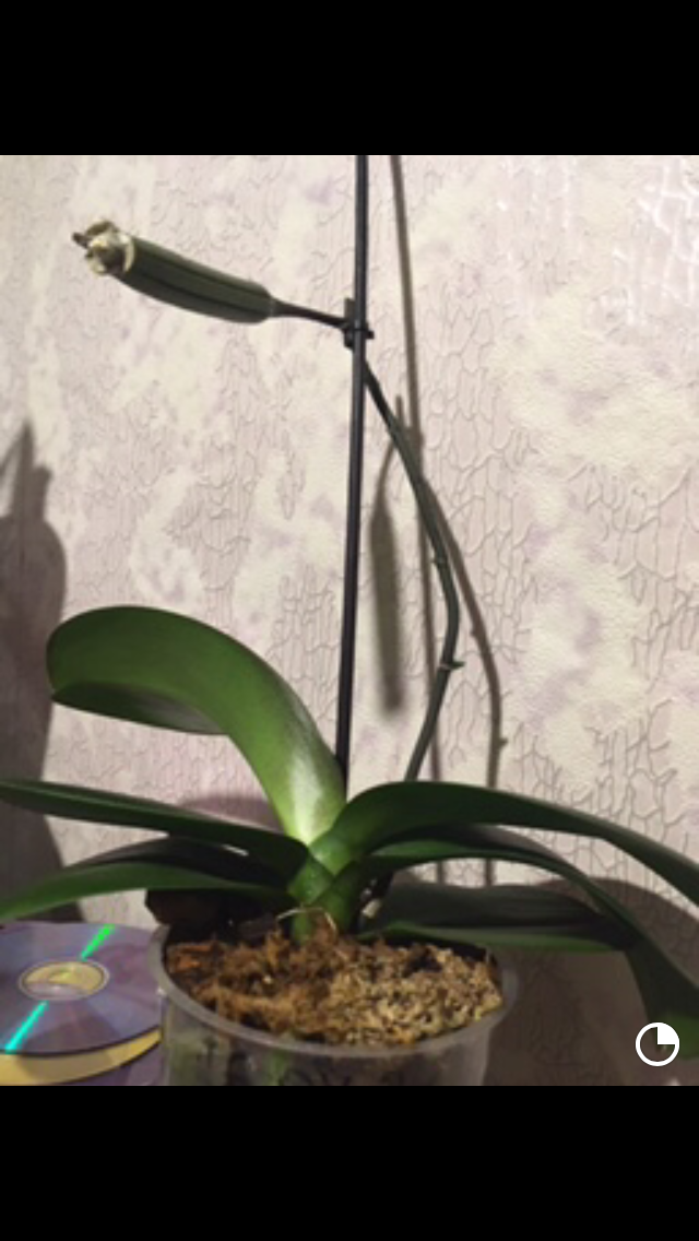 Это мой первый опыт опыления орхидеи