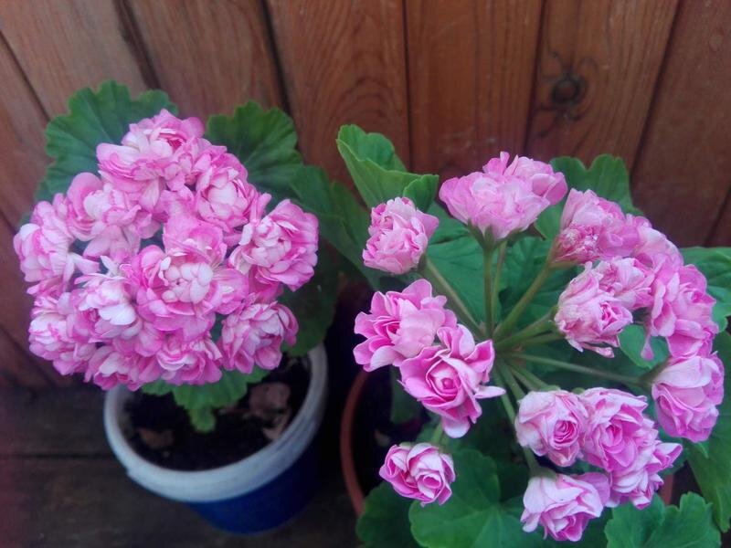 При правильном уходе: редком, но обильном поливе и грамотной подкормке, цветёт пеларгония весьма охотно 🪴🪴🪴