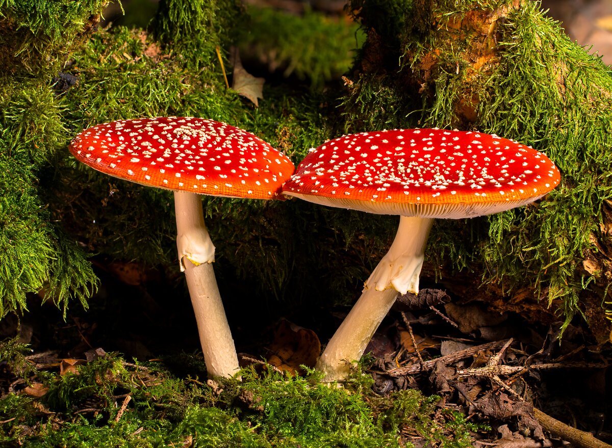 это прекрасный экземпляр Amanita Muscaria (фото с просторов интернета)