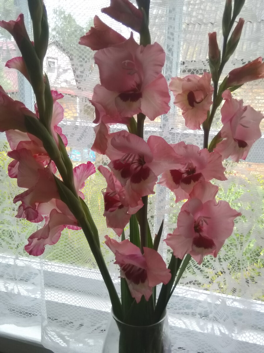 Фото автора. Вот цветочки радуют!