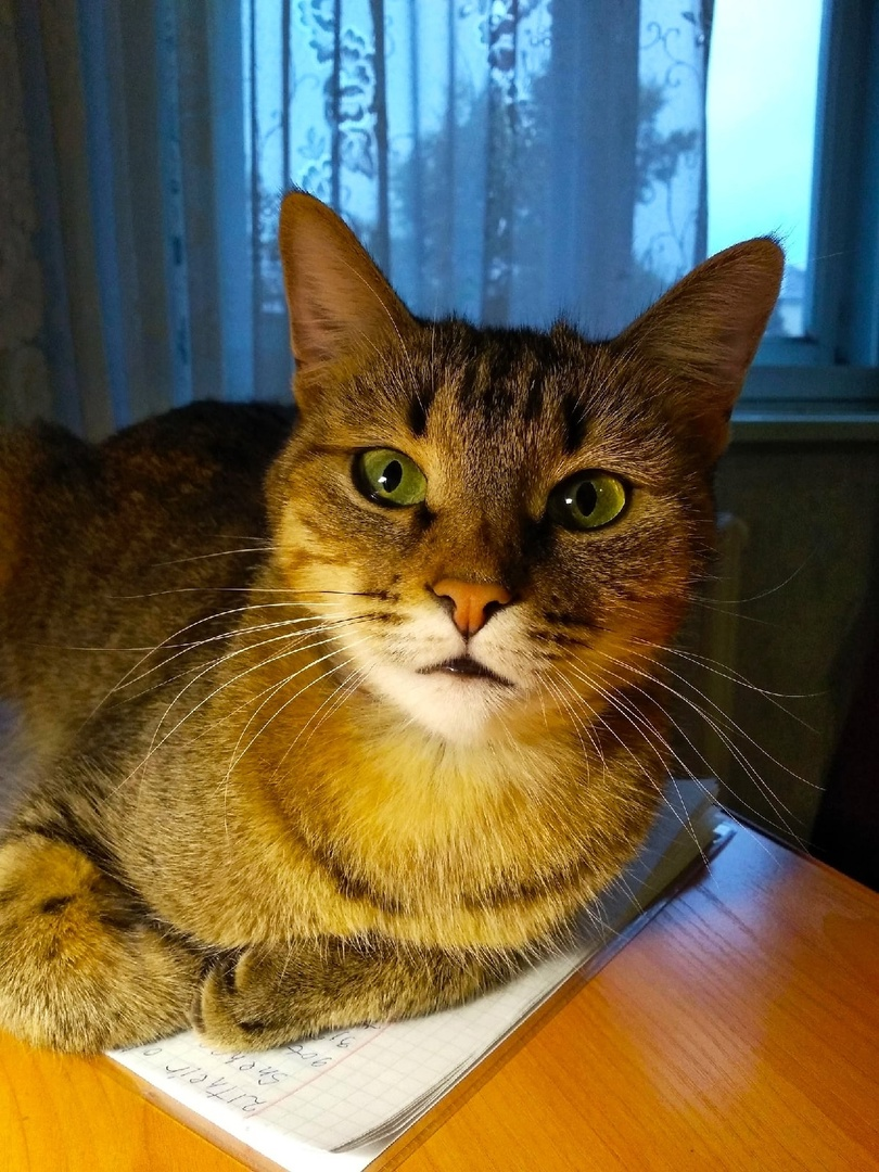 Фото автора. Альпа улеглась на тетрадь по английскому языку