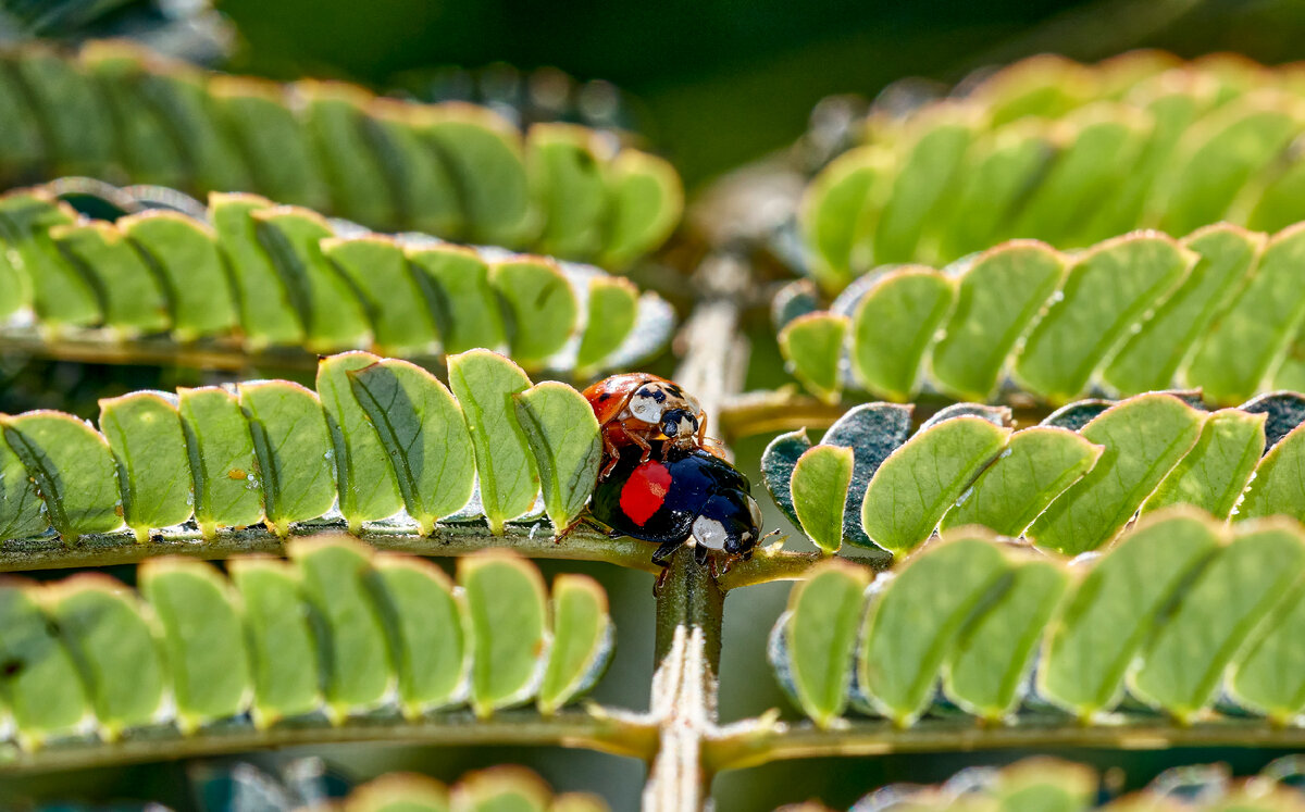 азиатки на альбиции (фото мое)