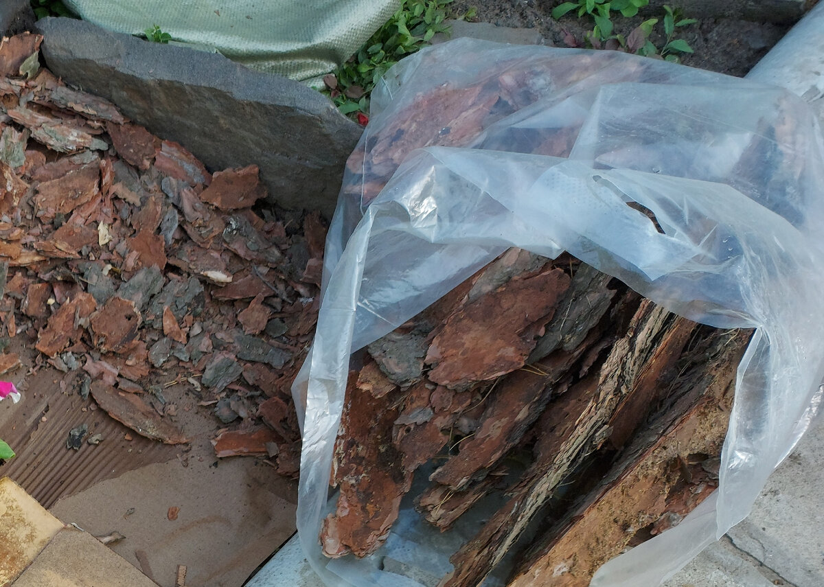 Кора сосны.