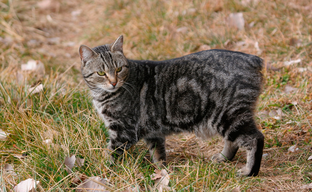 Manx. Мэнская бесхвостая (Мэнкс). Бобтейл Мэнкс. Мэнкс кошка. Американский бобтейл короткошёрстный.