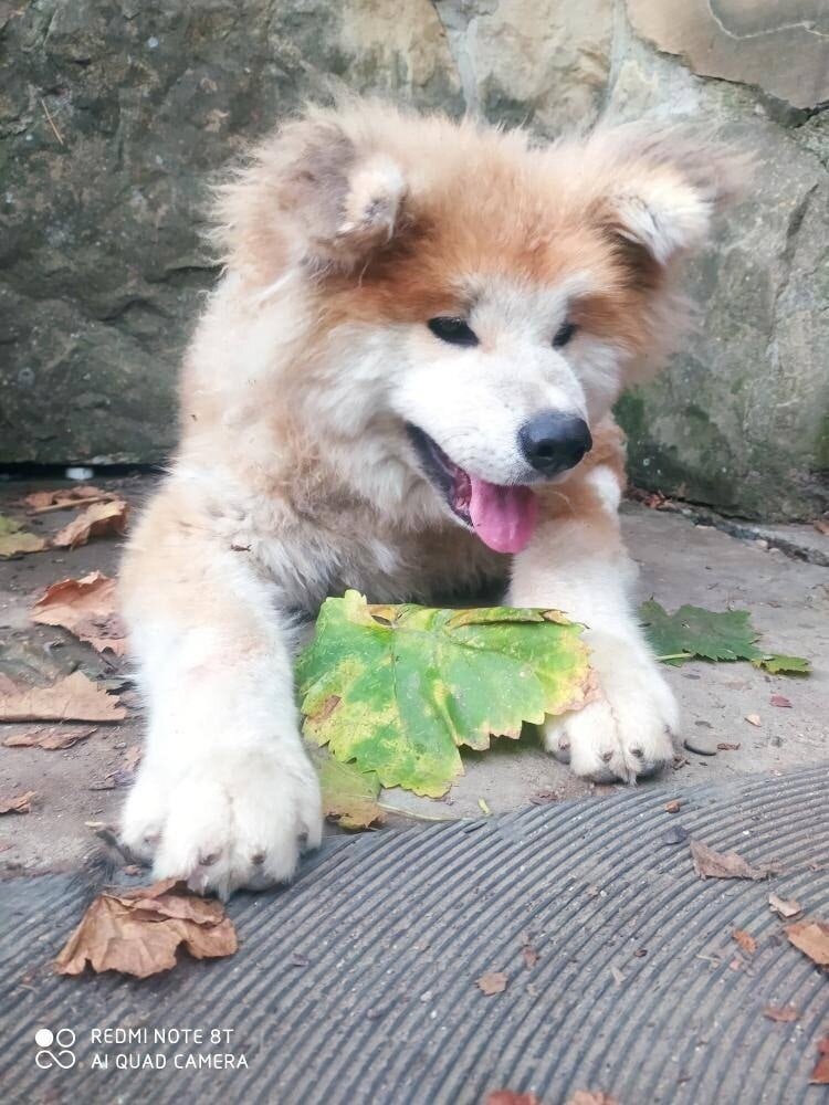 Можно листать