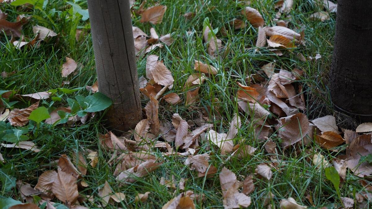    Опавшие листья на траве:NUR.KZ/Владимир Третьяков