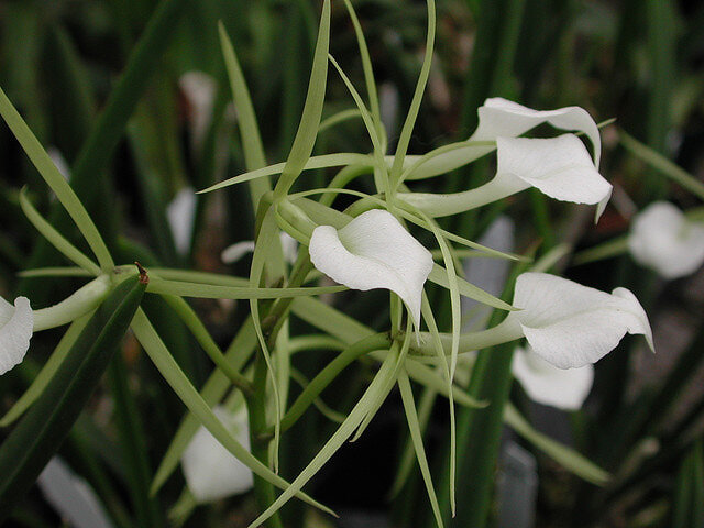 Brassavola nodosa