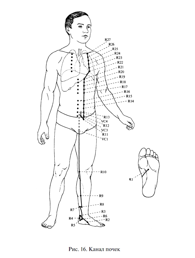 Точка 27. Меридиан почек 27 точка. Меридиан почек в китайской медицине точки r7. Точка r27. 7 Точка на канале почек.