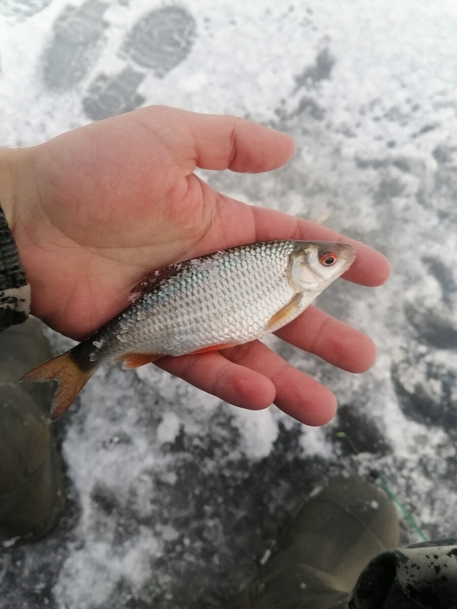 Зимняя прикормка для рыбалки