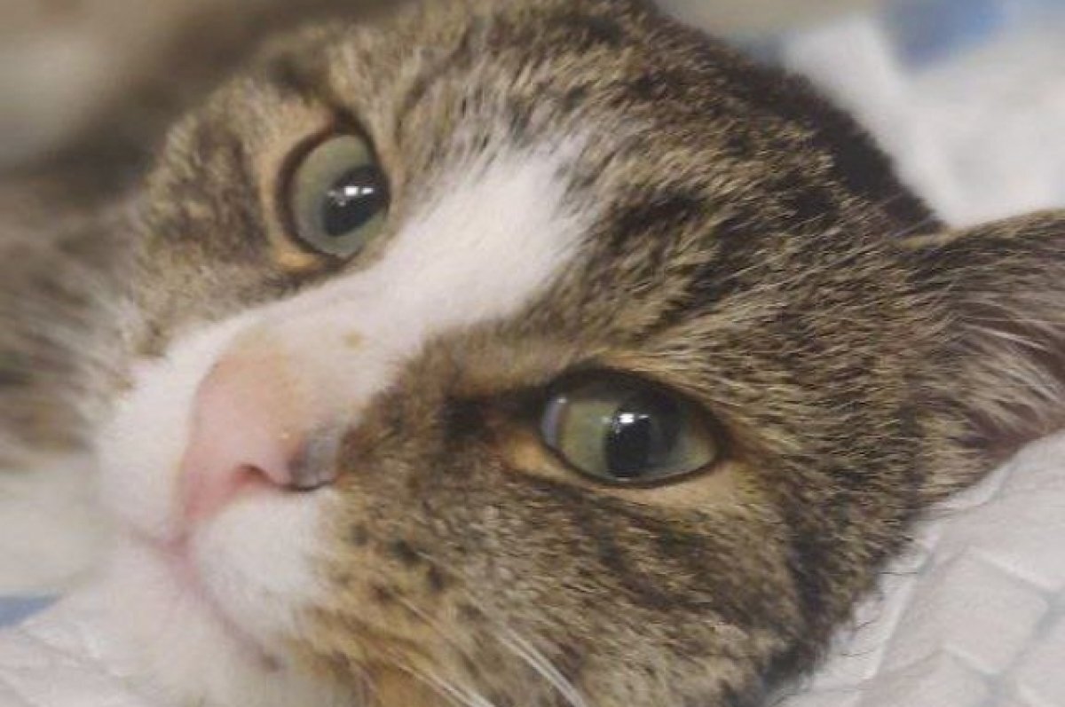    Истерзанный в Тверской области кот Гриша перенёс ещё одну операцию