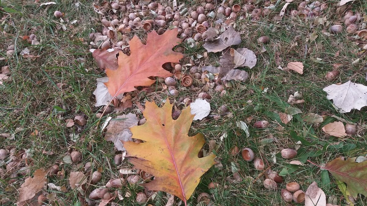 Шацк. Волынь. Из личного архива автора канала