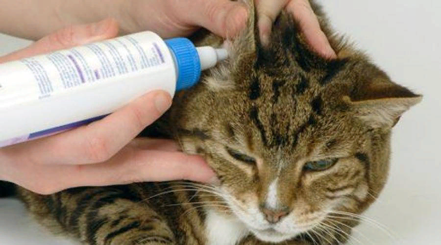 Можно закапывать котам. Ушной клещ (отодектоз) у котов. Ушные клещи у кошек лекарства.