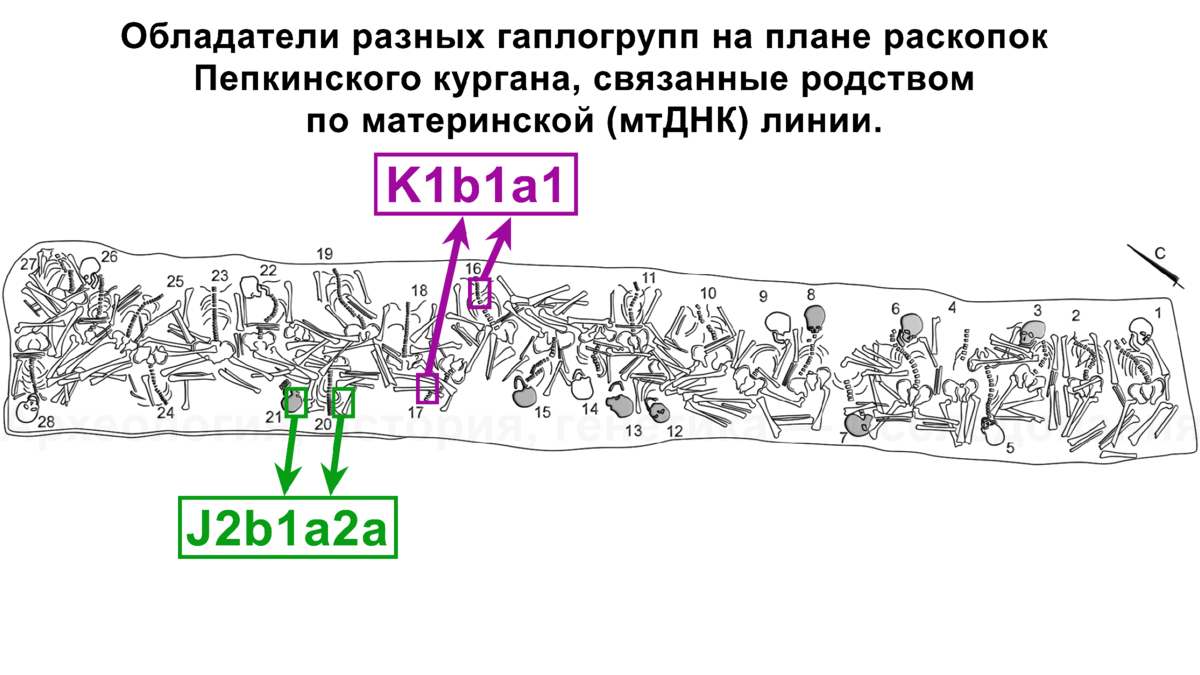 Днк 26.04 2024