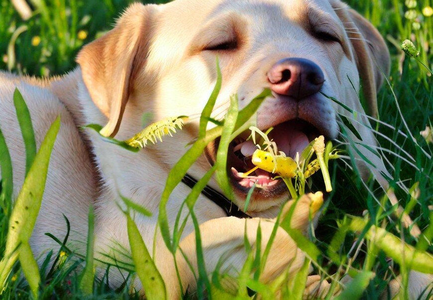 Зачем собака есть траву