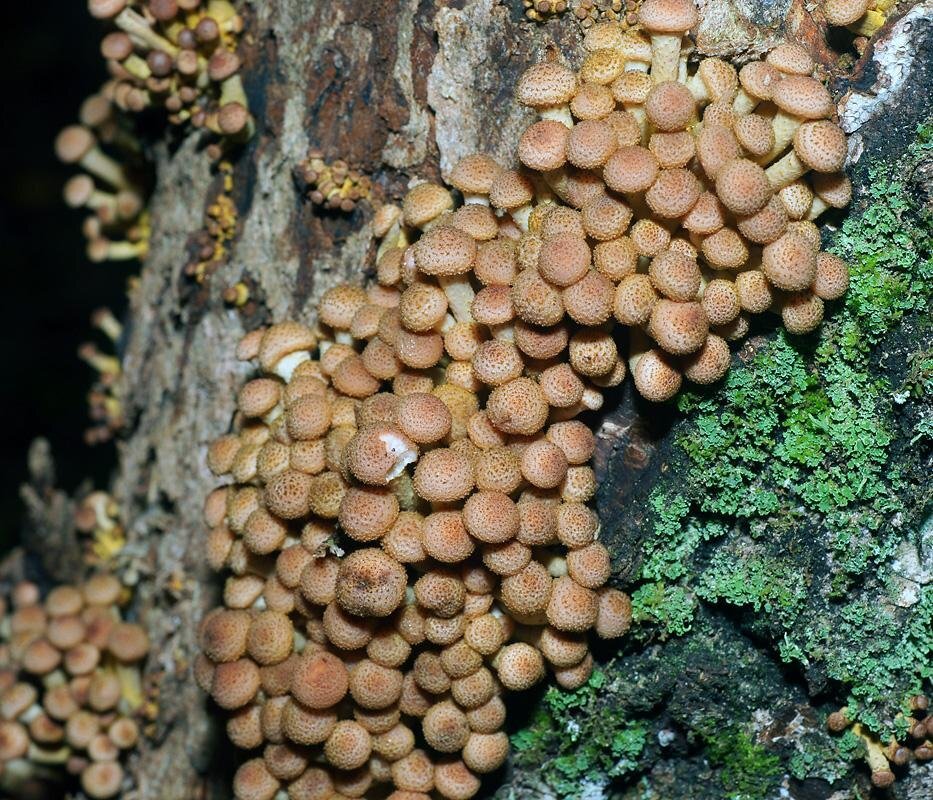 Маленькие опята - гвоздики