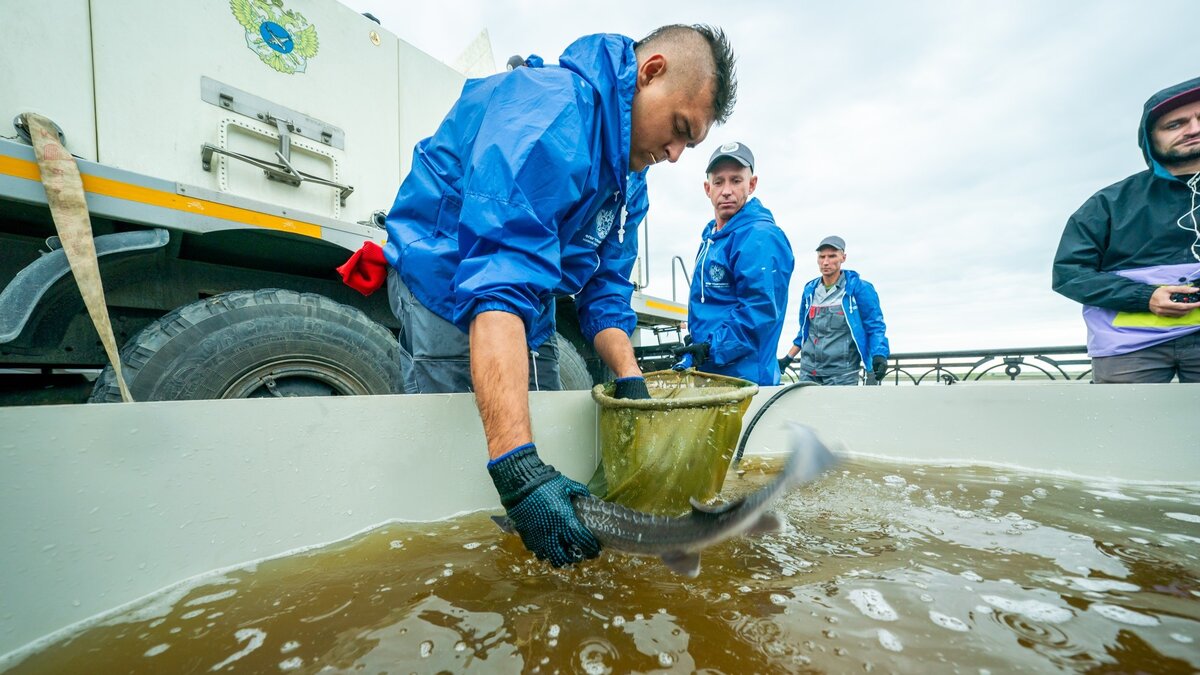    Иртыш обзавёлся новыми обитателями. В реку выпустили молодь осетра
