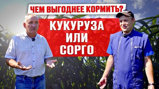 Нужно ли хозяйству сеять сорго? | Заготовка кормов 2023 | Опыт хозяйства