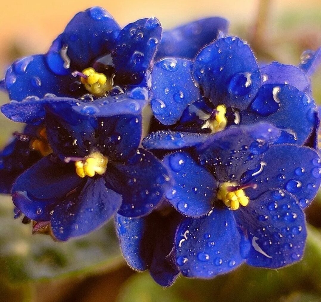 Фиолетовые цветы, несмотря на существующее мнение о том, что это цвет печали, укрепляют любовь и взаимопонимание в семье.