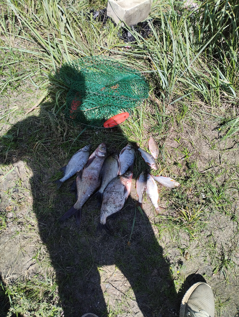 Утренний улов, прикормка пшено с горохом