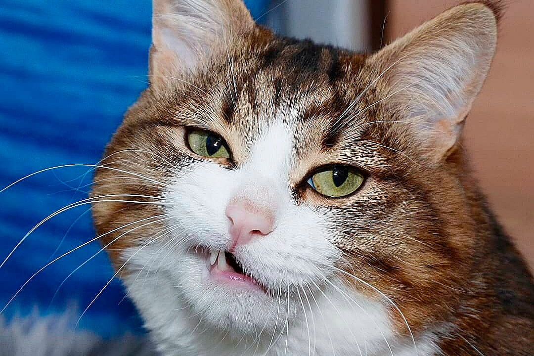 Легкотня! - подумал котик.