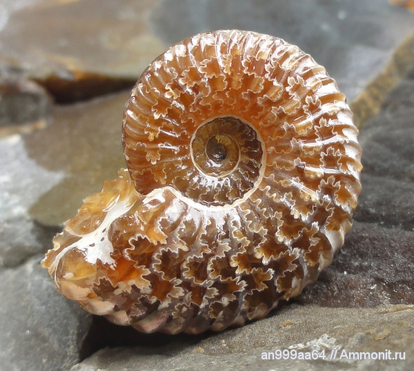 "Карамелька" - фото an999aa64