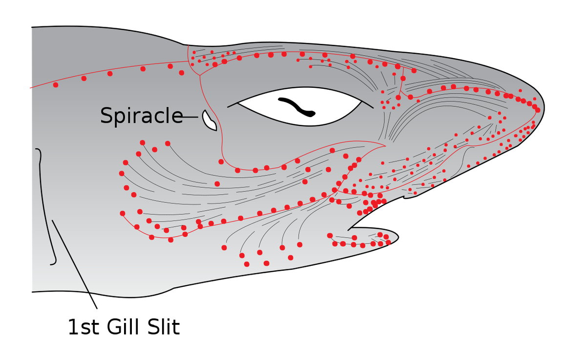 Фото с сайта https://ru.wikipedia.org/wiki/Ампулы_Лоренцини#/media/Файл:Electroreceptors_in_a_sharks_head.svg