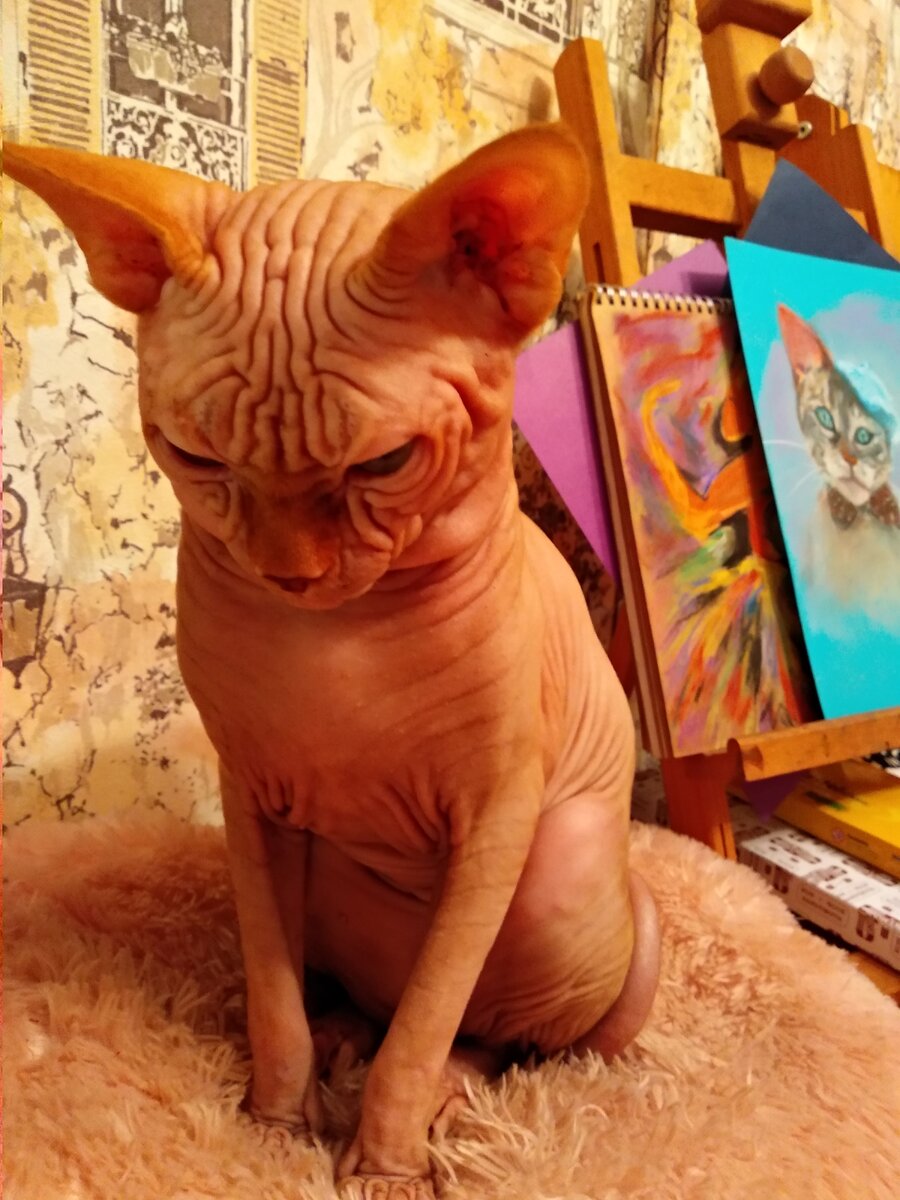 Брайтон. Ставить или нет, вот в чем вопрос!