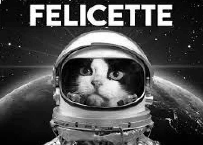 Первая кошка, побывавшая в космосе 24 октября 1963 года