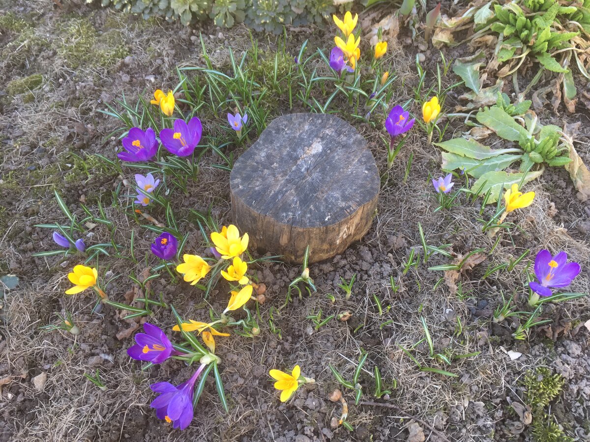 Флауэр Рекорд и другие...прошлогодние "огрызки"
