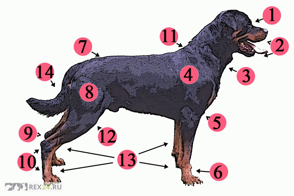 Анатомия ротвейлера, фото: en.wikipedia.org