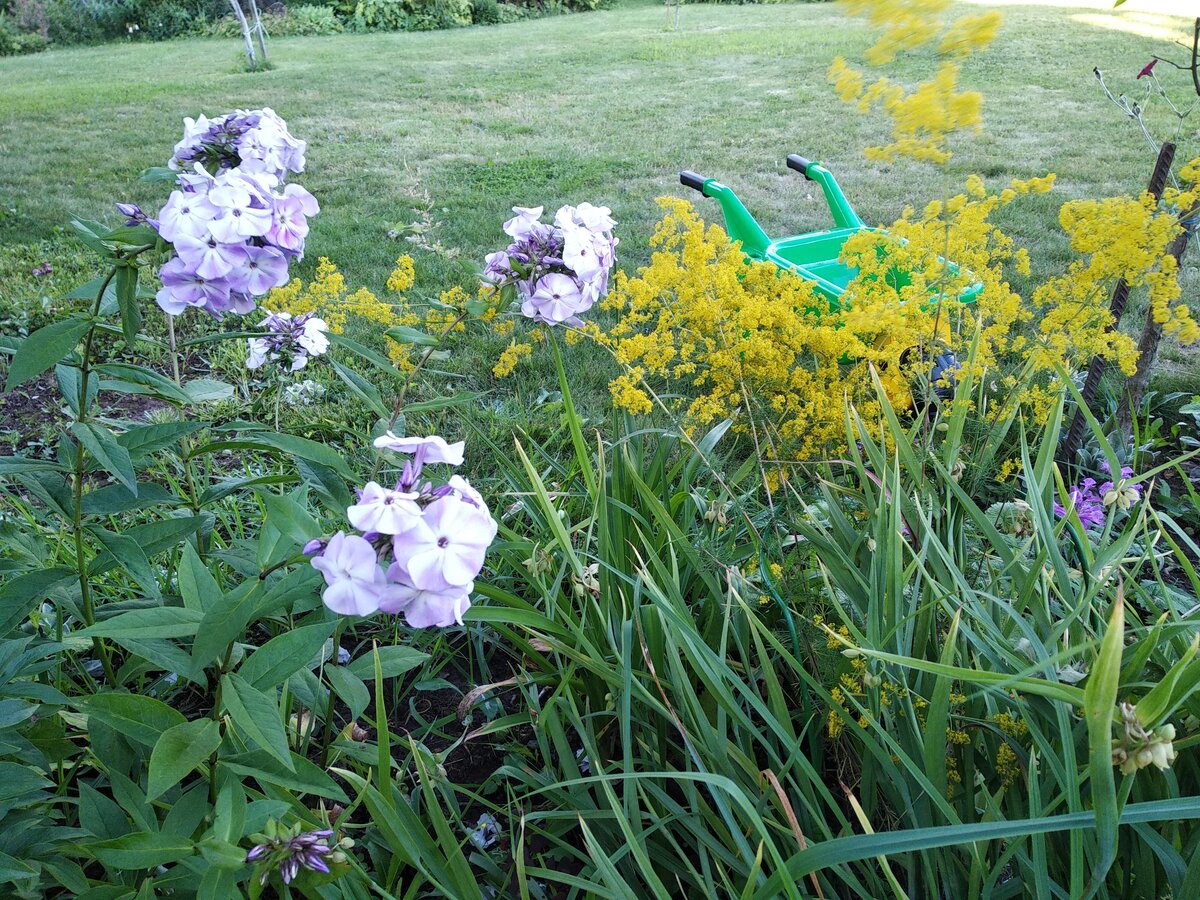 Растение отлично сочетается с цветами разнообразных форм и окраски