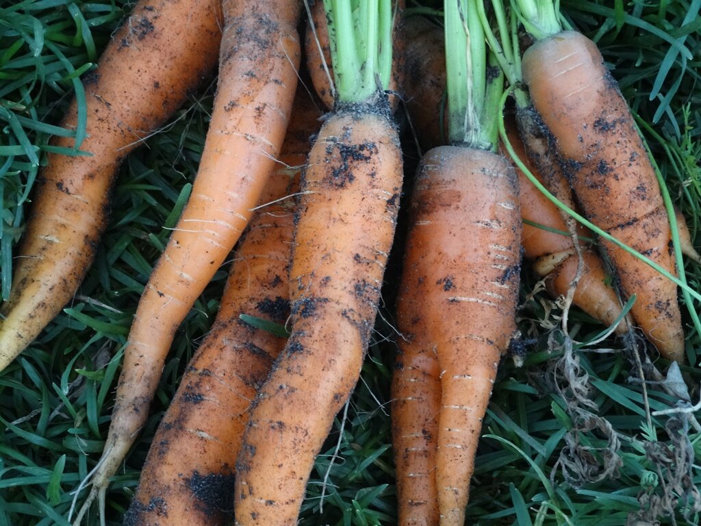 Морковь на нашем приусадебном участке