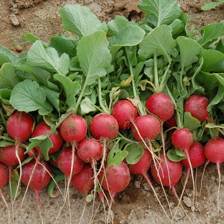 Источник: all-americaselections.org