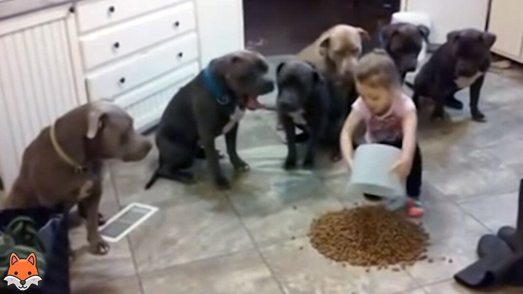 Девочка насыпает корм.