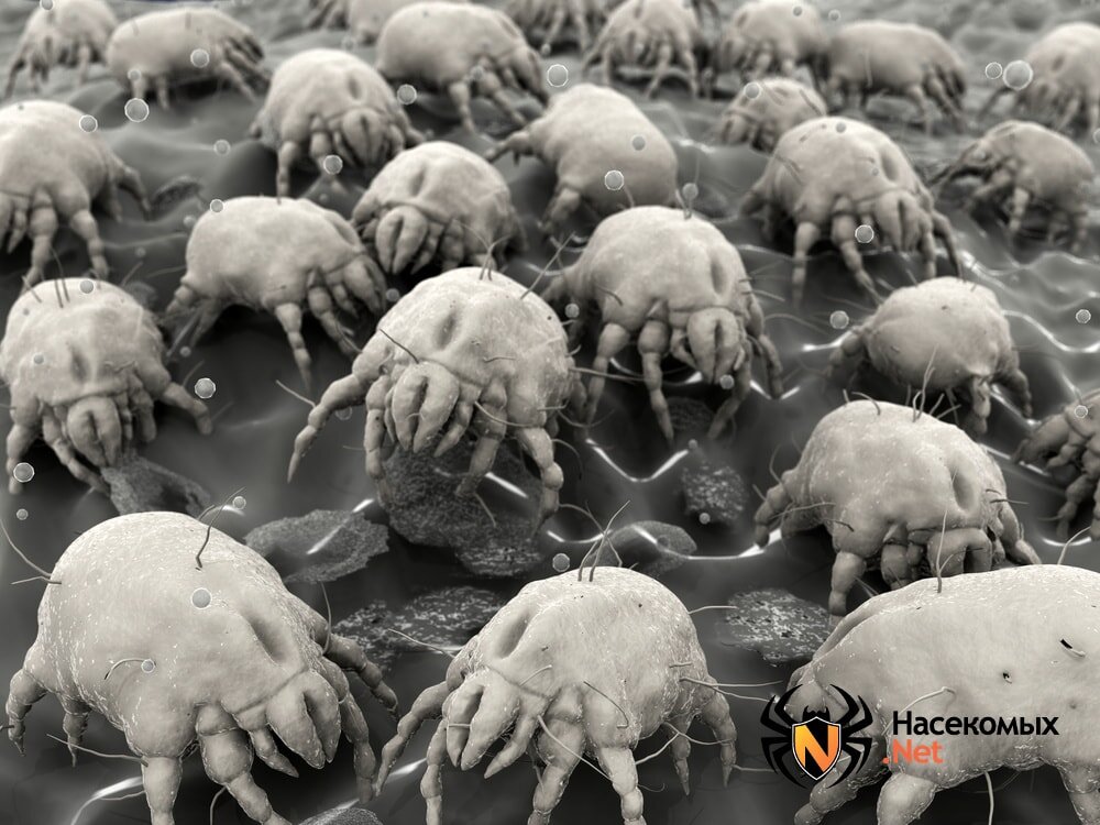 Пылевые клещи