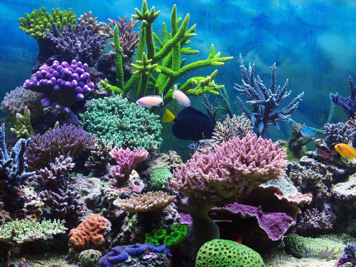 Источник: Яндекс. Картинки.