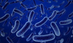 
Botulus в переводе колбаса. Заболевание выявлено впервые в городе Вюртемберге (Германия, 1793 г.) при обстоятельствах, когда из 13 человек, употреблявших в пищу кровяную колбасу, 7 скончались. Спорообразная анаэробная палочка была выявлена в 1918 году ученым van Ermengem после вспышки заболевания (город Эллецельс, Бельгия). В 1904 году исследования ученого были уже подтверждены С.В. Контансовым. Дальнейшие работы ученых позволили выявить различные типы возбудителей. Сегодня выделяют  8 типов.