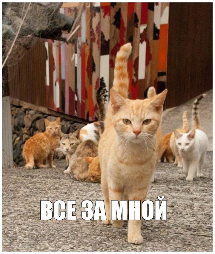 Котики рулят