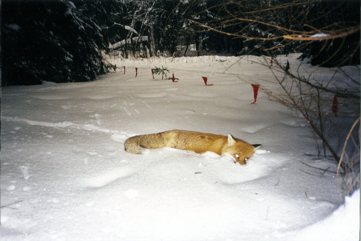 Охота на Волков Лис на приваде. Охота на лисицу с флажками. Лиса на охоте. Охота на лису волка