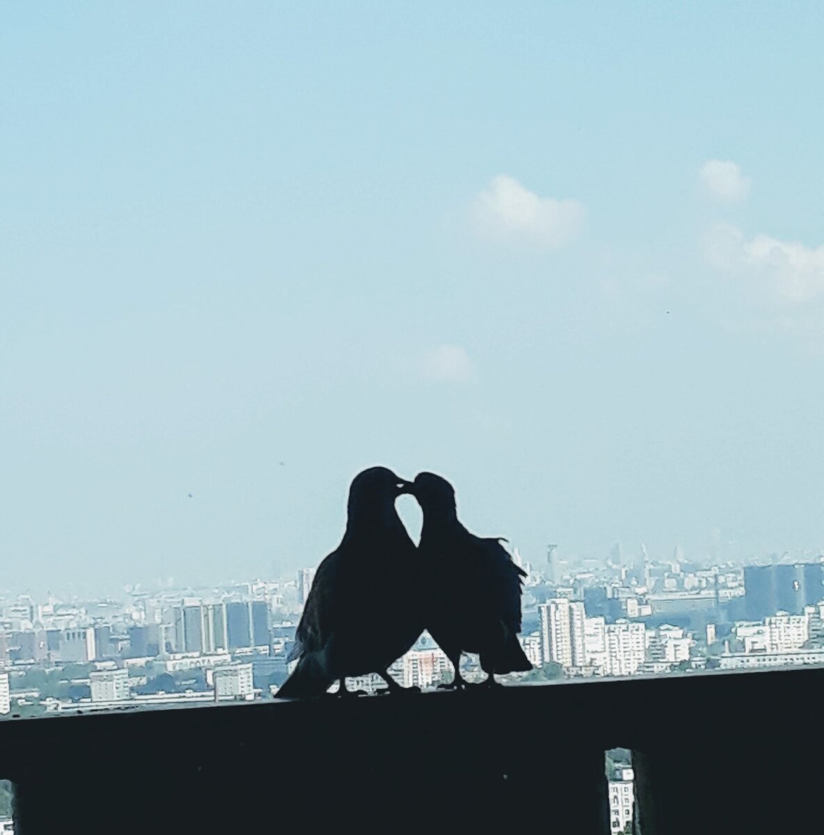 Голуби целуются на балконе РОНЦ им. Блохина. За этим можно долго наблюдать!:)