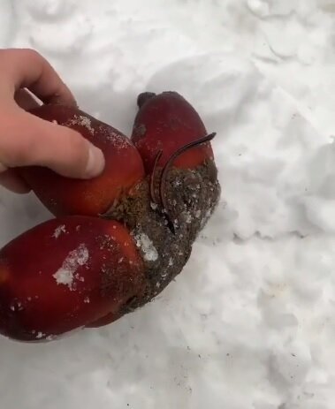 Кадр из видео  Instagram-аккаунта «Рыбалка Охота Сахалин»  