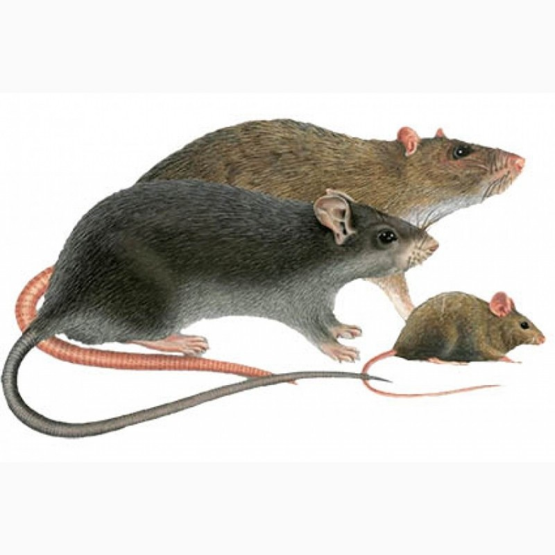 Как выглядит мышь и крыса маленькие фото