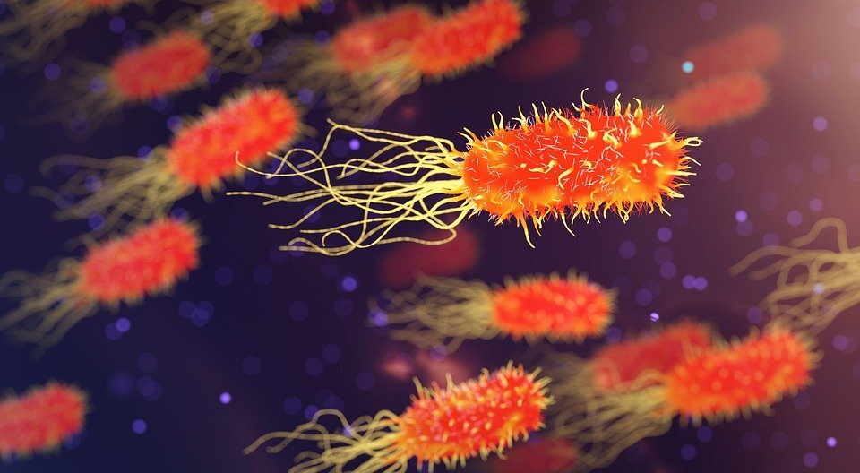 https://cdn.pixabay.com/photo/2018/09/06/18/49/bacteria-3658992_960_720.jpg