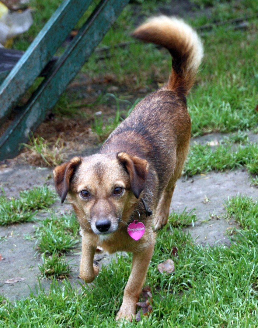 Собака Перчик из Банды Дворян