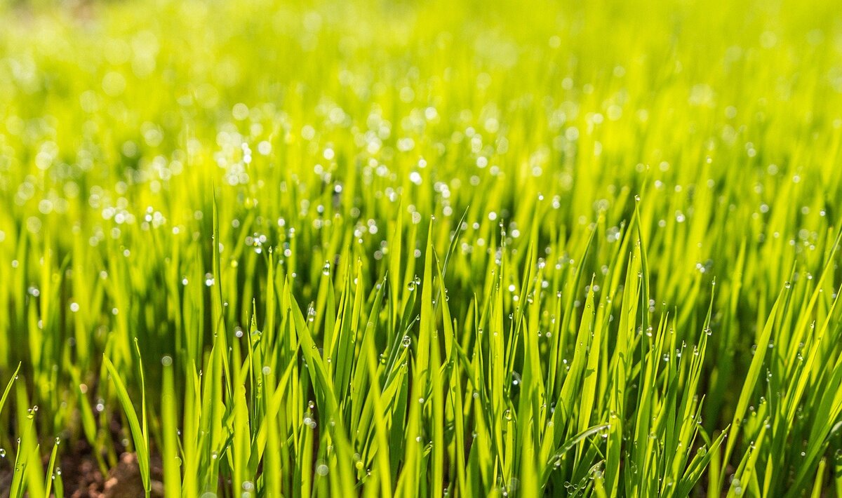 https://pixabay.com/photos/dew-field-grass-green-hd-wallpaper-1867519/