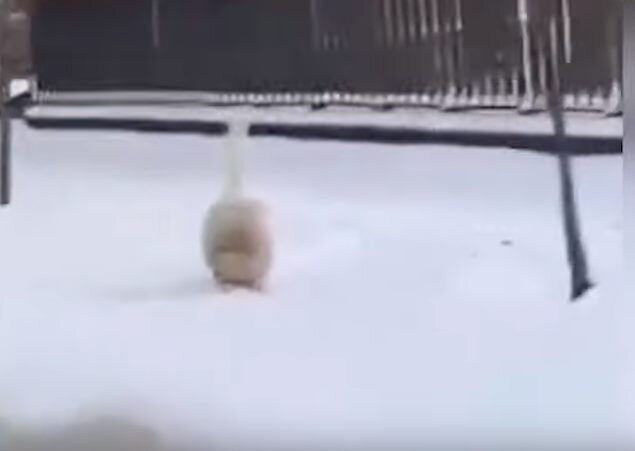 Просто в центре Казани по снегу прогуливается жирный гусь