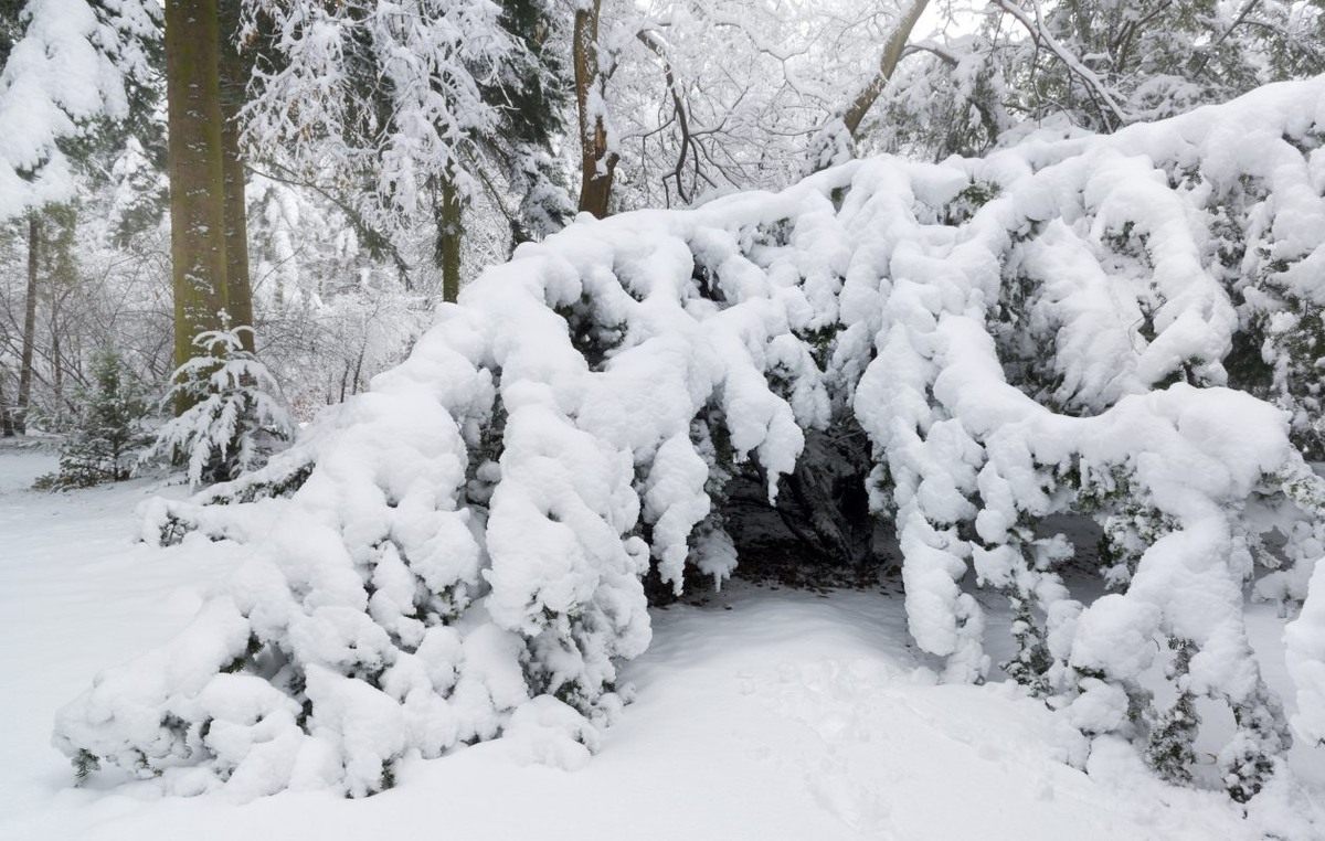 Фото из открытых источников Яндекс.